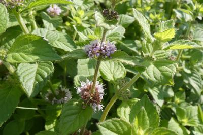 <i>Mentha aquatica</i>
