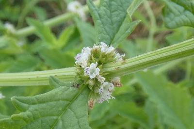 <i>Lycopus europaeus</i>
