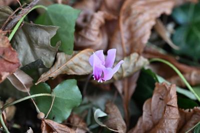 <i>Cyclamen hederifolium</i>