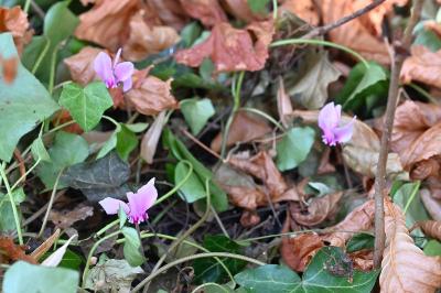 <i>Cyclamen hederifolium</i>
