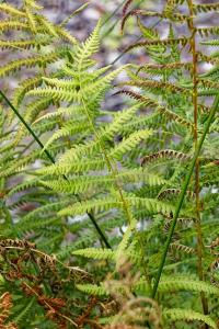 <i>Thelypteris palustris</i>