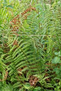 <i>Thelypteris palustris</i>