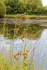<i>Cladium mariscus</i>