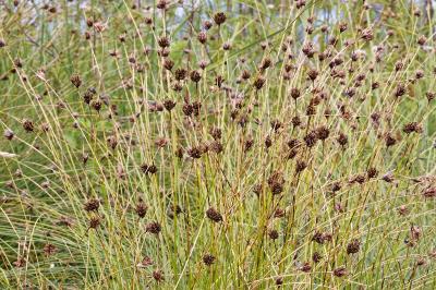 <i>Schoenus nigricans</i>