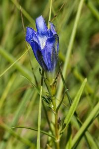 <i>Gentiana pneumonanthe</i>
