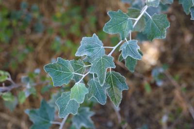 <i>Populus alba</i>