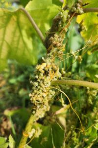 <i>Cuscuta campestris</i>