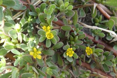 <i>Portulaca oleracea</i>