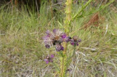 <i>Cirsium palustre</i>