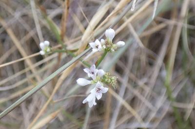 <i>Asperula cynanchica</i>