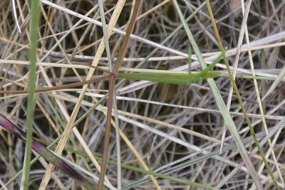 <i>Asperula cynanchica</i>