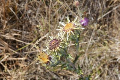 <i>Carlina vulgaris</i>