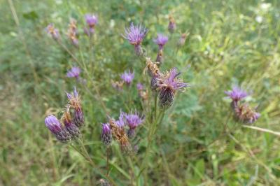 <i>Serratula tinctoria</i>