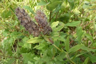 <i>Trifolium rubens</i>