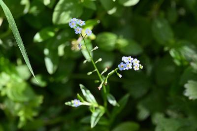<i>Myosotis laxa</i>