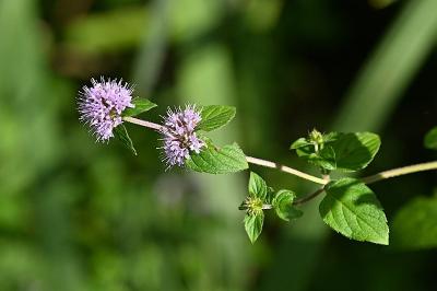 <i>Mentha aquatica</i>