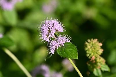 <i>Mentha aquatica</i>