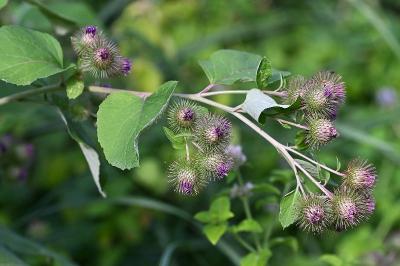 <i>Arctium lappa</i>