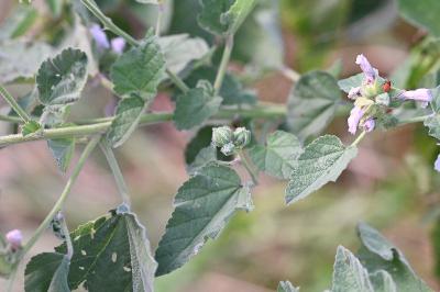 <i>Althaea officinalis</i>