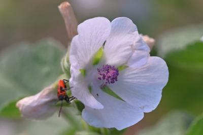 <i>Althaea officinalis</i>