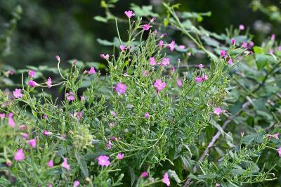 <i>Epilobium hirsutum</i>