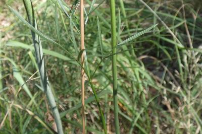 <i>Peucedanum gallicum</i>