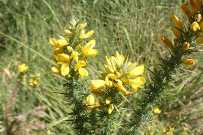 <i>Ulex minor</i>