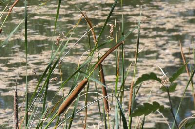 <i>Typha angustifolia</i>