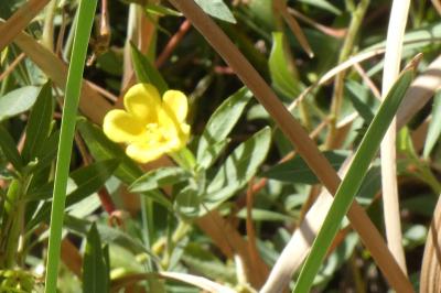 <i>Ludwigia grandiflora</i>