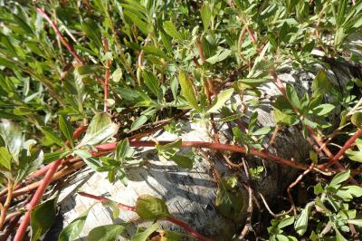 <i>Ludwigia grandiflora</i>