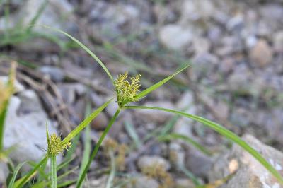 <i>Cyperus esculentus</i>