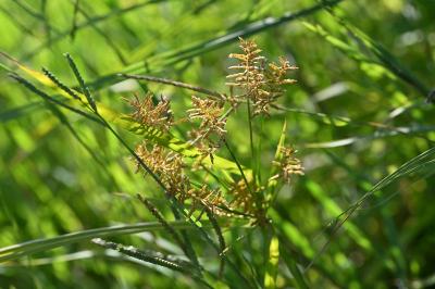 <i>Cyperus esculentus</i>