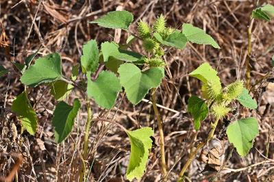 <i>Xanthium orientale</i>