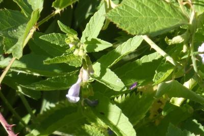 <i>Scutellaria galericulata</i>