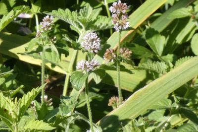<i>Mentha aquatica</i>