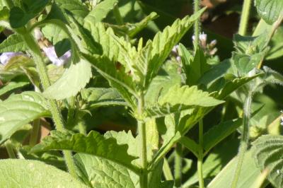 <i>Lycopus europaeus</i>