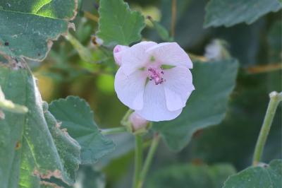 <i>Althaea officinalis</i>