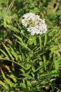 <i>Sambucus ebulus</i>