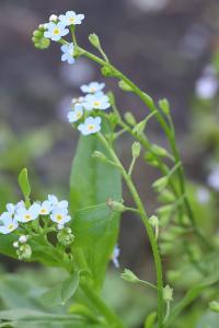 <i>Myosotis scorpioides</i>