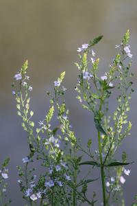 <i>Veronica anagallis-aquatica</i>