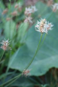 <i>Plantago lanceolata</i>