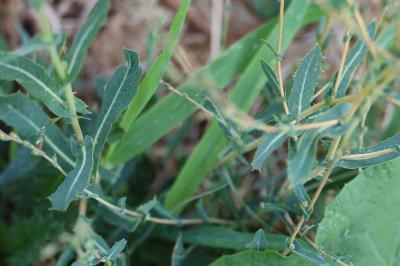 <i>Lactuca serriola</i>