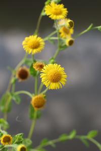 <i>Pulicaria vulgaris</i>