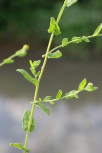 <i>Pulicaria vulgaris</i>