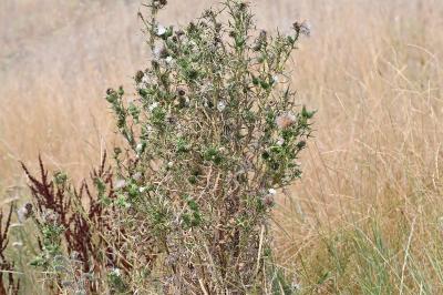 <i>Cirsium vulgare</i>