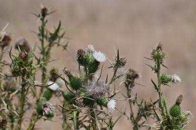 <i>Cirsium vulgare</i>