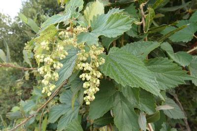 <i>Humulus lupulus</i>