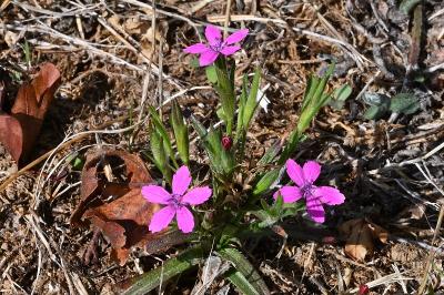 <i>Dianthus armeria</i>