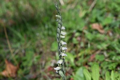 <i>Spiranthes spiralis</i>