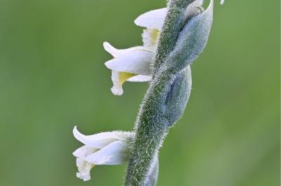 <i>Spiranthes spiralis</i>